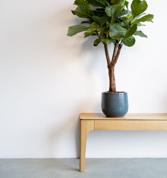 plant on bench